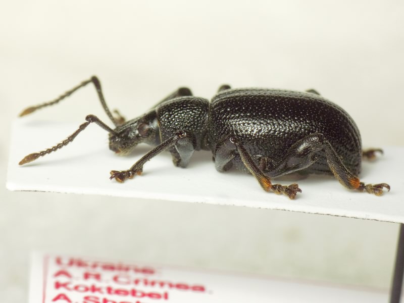 Otiorhynchus atronitens Formanek, 1925